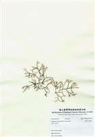 藏品(鈍凹頂藻)的圖片
